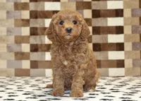 Olivia, a female Cavapoo for sale in Denver, PA – 3 of 4