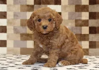 Olivia, a female Cavapoo for sale in Denver, PA – 4 of 4