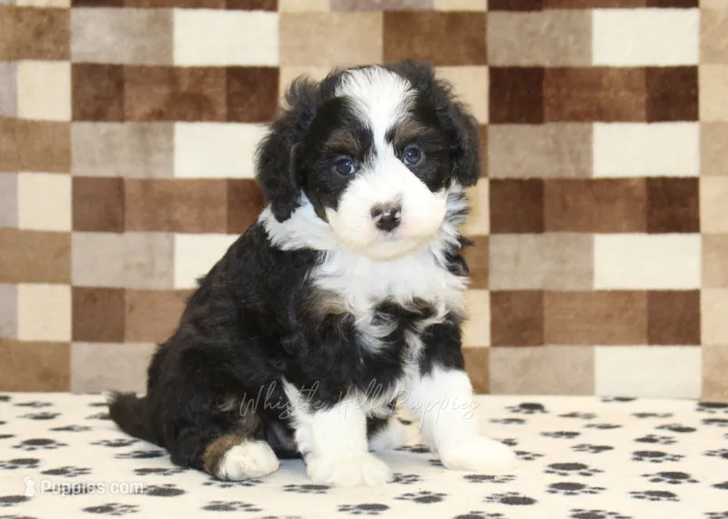 King – Miniature Bernedoodle puppy for sale in Denver, PA