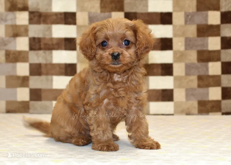 Dora – Cavapoo puppy for sale in Denver, PA