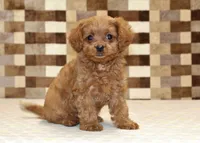 Dora, a female Cavapoo for sale in Denver, PA – 1 of 8