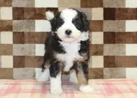 Henry, a male Miniature Bernedoodle for sale in Denver, PA – 4 of 5