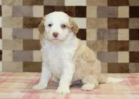 Hanna, a female Miniature Bernedoodle for sale in Denver, PA – 1 of 4