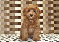 Stella, a female Cavapoo for sale in Denver, PA – 3 of 6