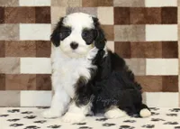 Kylie, a female Miniature Bernedoodle for sale in Denver, PA – 4 of 4