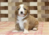 Fancy, a female Cavapoo and Miniature Bernedoodle for sale in Denver, PA – 4 of 4