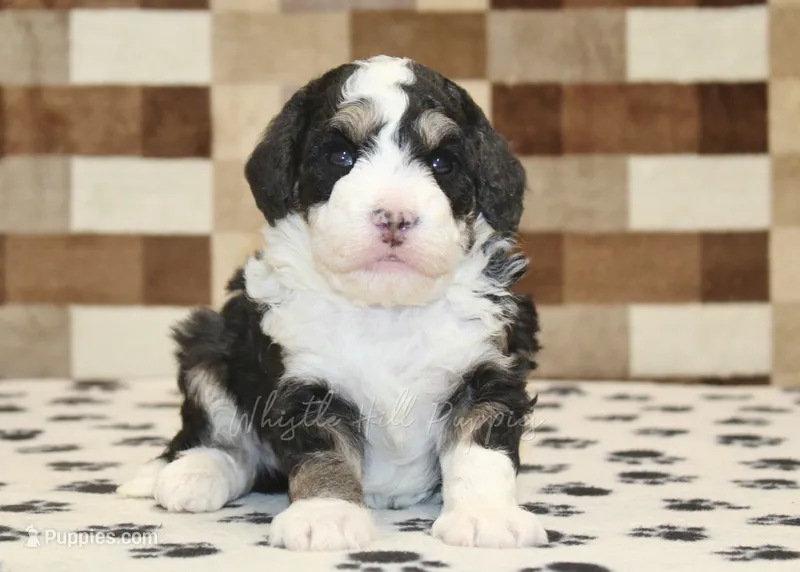 Bandit – Miniature Bernedoodle puppy for sale in Denver, PA