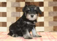 Emma, a female Miniature Schnauzer for sale in Denver, PA – 1 of 4
