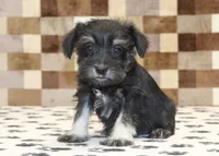 Piper, a male Miniature Schnauzer for sale in Denver, PA – Photo 3 of 3