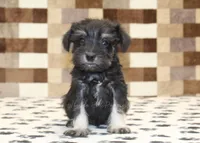 Piper, a male Miniature Schnauzer for sale in Denver, PA – Photo 2 of 3