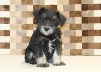 Tony, a male Miniature Schnauzer for sale in Denver, PA – 3 of 4