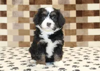 Karly, a female Miniature Bernedoodle for sale in Denver, PA – 3 of 4