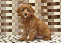 Stella, a female Cavapoo for sale in Denver, PA – 4 of 6