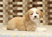 Honey, a female Miniature Bernedoodle for sale in Denver, PA – 2 of 4