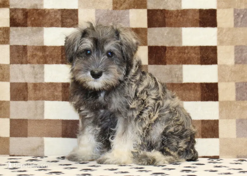 Ernie – Miniature Schnauzer puppy for sale in Denver, PA