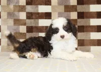 Hershey, a male Miniature Bernedoodle for sale in Denver, PA – 2 of 4