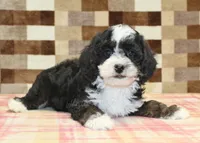 Jacob, a male Cavapoo and Miniature Bernedoodle for sale in Denver, PA – 2 of 4