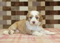 Harley, a male Miniature Bernedoodle for sale in Denver, PA – 2 of 4