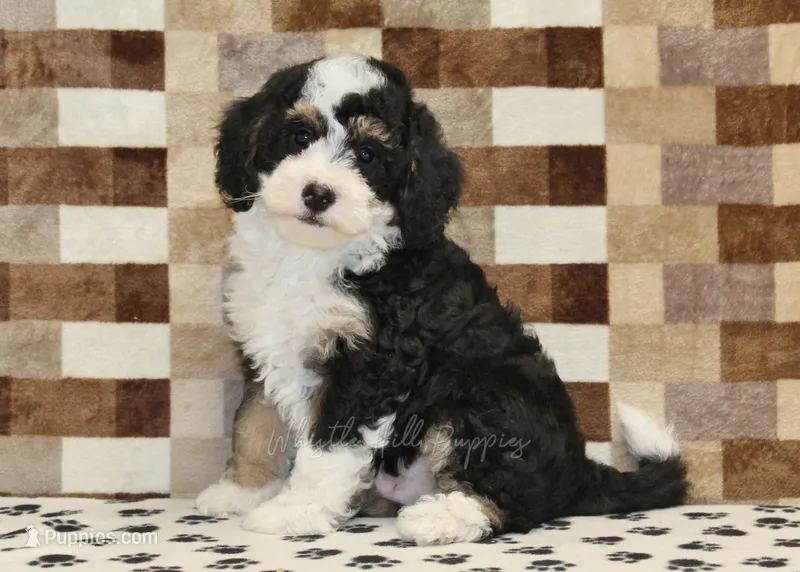 Bandit – Miniature Bernedoodle puppy for sale in Denver, PA