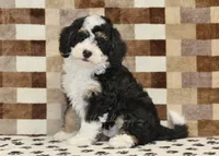 Bandit, a male Miniature Bernedoodle for sale in Denver, PA – 5 of 8