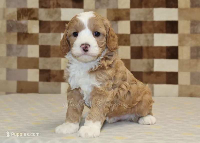 Frank – Cavapoo, Miniature Bernedoodle puppy for sale in Denver, PA