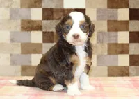 Haley, a female Miniature Bernedoodle for sale in Denver, PA – 1 of 4