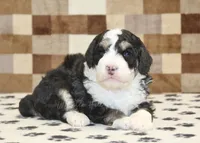 Bandit, a male Miniature Bernedoodle for sale in Denver, PA – 2 of 4