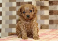 Dora, a female Cavapoo for sale in Denver, PA – 7 of 8