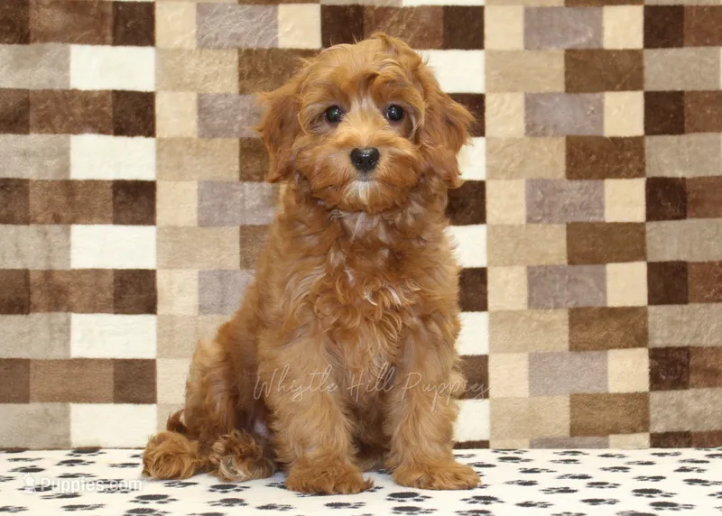 Stella – Cavapoo puppy for sale in Denver, PA