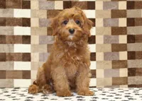 Stella, a female Cavapoo for sale in Denver, PA – 1 of 6
