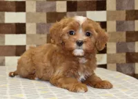 Indy, a female Cavapoo for sale in Denver, PA – 2 of 4