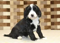 Fairy, a female Cavapoo and Miniature Bernedoodle for sale in Denver, PA – 5 of 7
