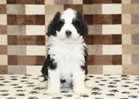 Kelly, a female Miniature Bernedoodle for sale in Denver, PA – 3 of 4