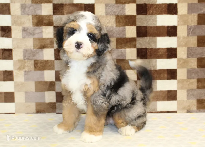 Charlie – Miniature Bernedoodle puppy for sale in Denver, PA