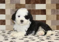 Kelsey, a female Miniature Bernedoodle for sale in Denver, PA – 2 of 4