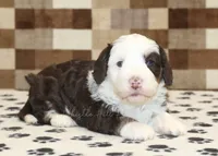 Bailey, a female Miniature Bernedoodle for sale in Denver, PA – 3 of 3