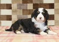 Fred, a male Cavapoo and Miniature Bernedoodle for sale in Denver, PA – 2 of 4