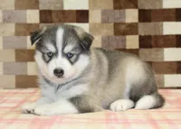 Wrigley, a male Pomsky for sale in Denver, PA – 2 of 4