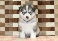 Wrigley, a male Pomsky for sale in Denver, PA – 3 of 4