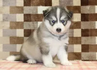 Wrigley, a male Pomsky for sale in Denver, PA – 4 of 4