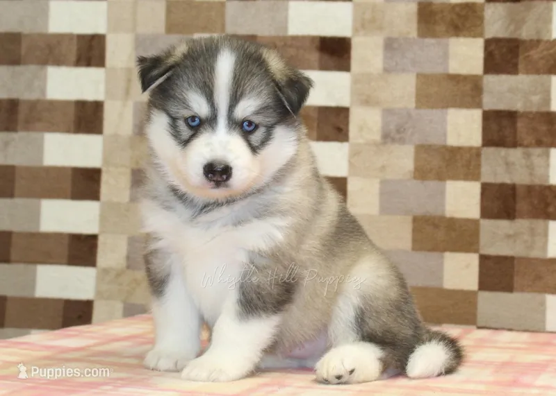 Wrigley – Pomsky puppy for sale in Denver, PA