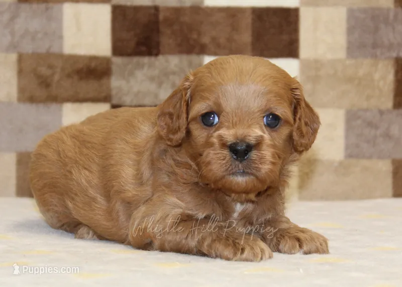Dylan – Cavapoo puppy for sale in Denver, PA