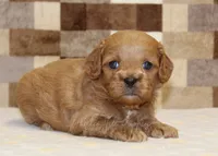 Dylan, a male Cavapoo for sale in Denver, PA – 1 of 3
