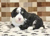 Bandit, a male Miniature Bernedoodle for sale in Denver, PA – 3 of 4