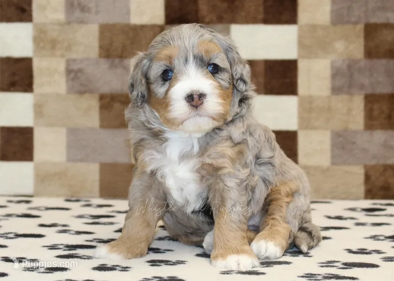 Amber – Miniature Bernedoodle puppy for sale in Denver, PA