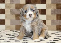 Amber, a female Miniature Bernedoodle for sale in Denver, PA – 1 of 3