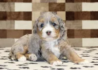 Amber, a female Miniature Bernedoodle for sale in Denver, PA – 2 of 3