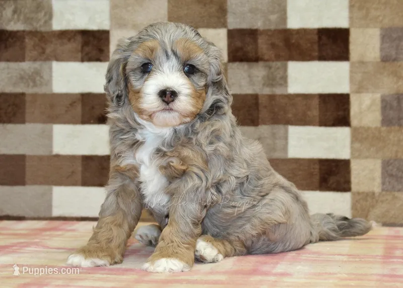 Amber – Miniature Bernedoodle puppy on hold in Denver, PA