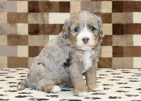 Amber, a female Miniature Bernedoodle for sale in Denver, PA – 3 of 3