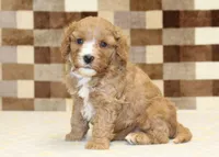 JJ, a male Cavapoo and Miniature Bernedoodle for sale in Denver, PA – 4 of 4